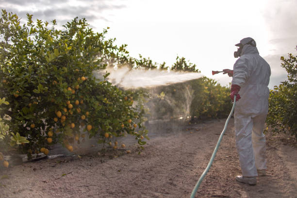 Best Termite Control Services  in Dorr, MI