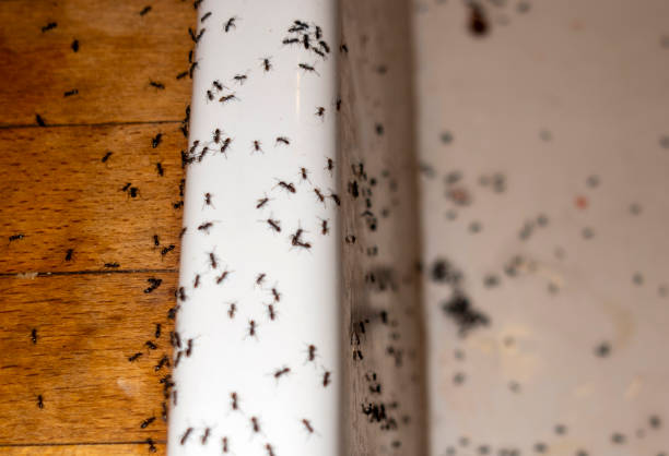 Wasp Removal Services in Dorr, MI