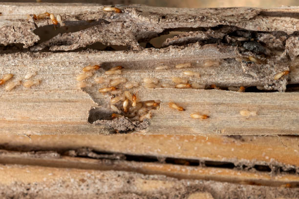 Best Pest Prevention Services  in Dorr, MI