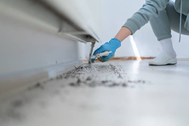 Best Mosquito Control Services  in Dorr, MI